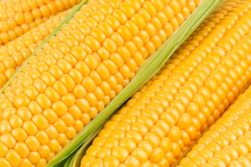 texture of ripe corn