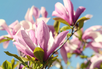 Close up picture of Magnolia flowers blooming in a spring. Hipster filtered photo.