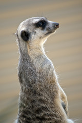 meerkat