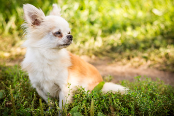Chihuahua dog on green grass