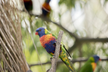rainbow lorikeet