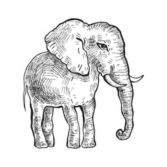 Obraz premium Elephant. Vector illustration