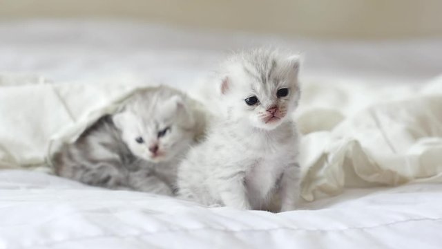 Cute tabby kittens playing under white blanket slow motion 20