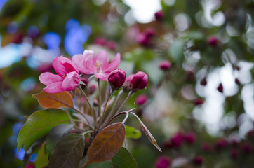 tree with pink flowers