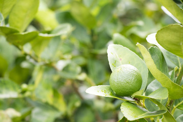 Green color of fresh lime with leaf background