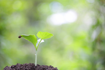 Young planting