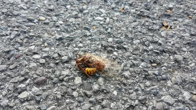 Wasp attacks Cicada