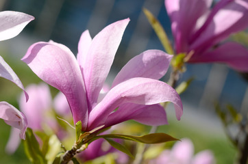 Close up picture of Magnolia flowers blooming in a spring. Hipster filtered photo.