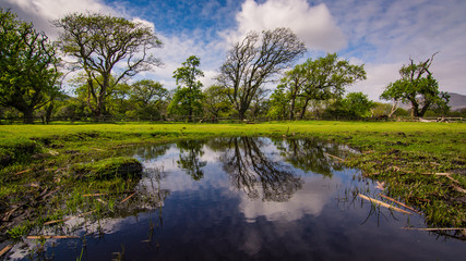 Wind-bent trees reflected in still calm puddles on the common at Noordhoek, South Africa