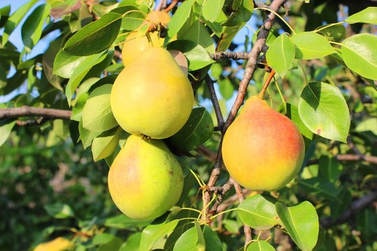 Yellow pears. Harvest.