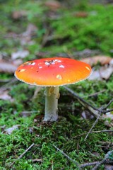 Fliegenpilz