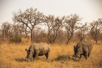 Fototapeta premium White Rhino Bulls in the Savanna