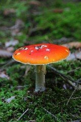 Fliegenpilz
