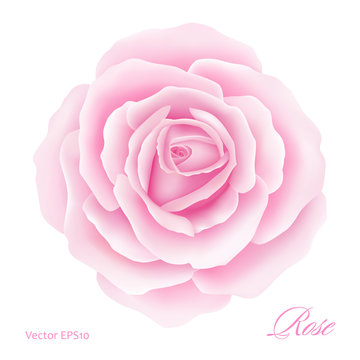 White background with a Pink Rose Flower. Vector illustration