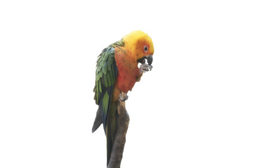 parrot sits on a branch on a white background isolated