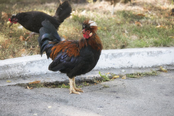 funny rooster on the street