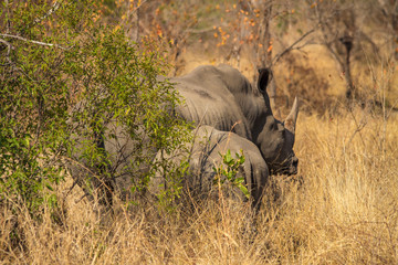 White Rhino Family