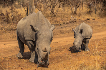 Fototapeta premium White Rhino Family