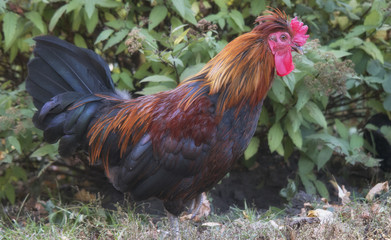 funny rooster on outdoors