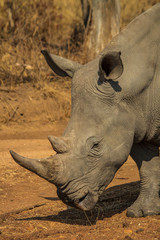 Obraz premium White Rhino 