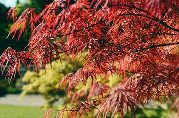 Red japanese maple leaves filled by bright sunlight.