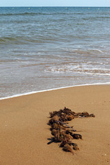 algae on the seashore