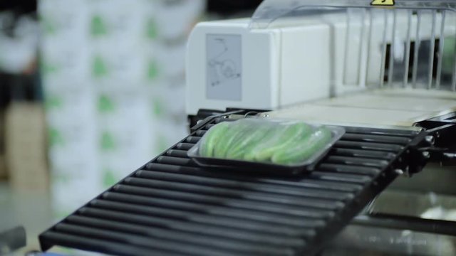Green cucumbers on flat trays moves on conveyor belt in workshop.