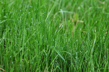 background of dew drops on bright green grass