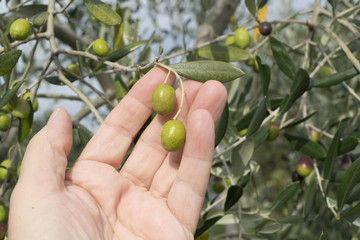olives on the tree in the late summer	