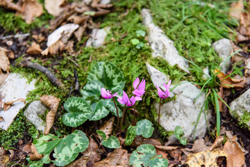 Waterfalls and water games in the Julian Alps