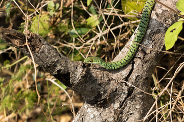Spotted Bush Snake