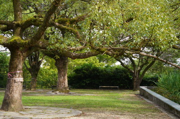 公園の木