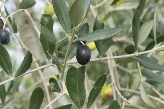 olives on the tree in the late summer	
