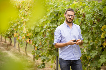 Naklejka na ściany i meble Man in the vineyards picking vine grapes