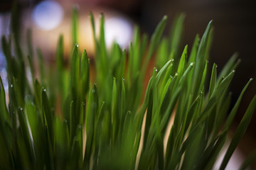 green grass