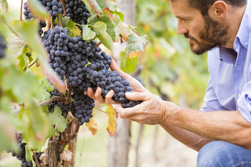 Man in the vineyards picking vine grapes