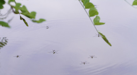 Gerridae on the water surface