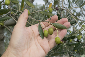 olives on the tree in the late summer	