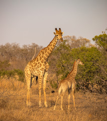 Giraffe Family
