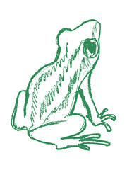 tree frog, tropical animal