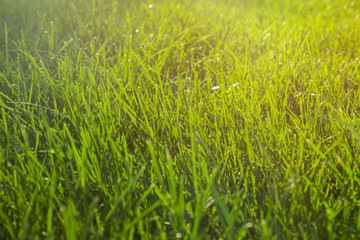 Tranquil fresh grass on lawn for orange sunset and life force emotional with copyspace for text and words.
