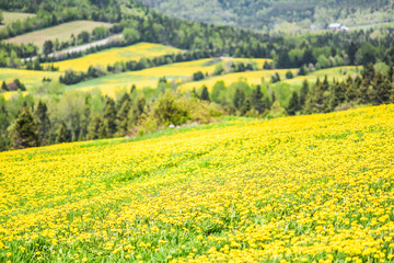 Closeup of patch farm field hills of yellow dandelion flowers in green grass in Quebec, Canada Charlevoix region by mountains, hills, forest, rural road in countryside