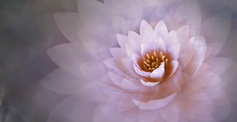 pink lotus flower with a dreamy background 