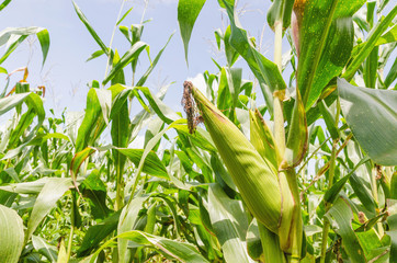  selective focus green corn on stalk in field