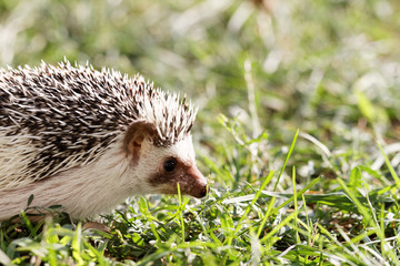  African white- bellied hedgehog