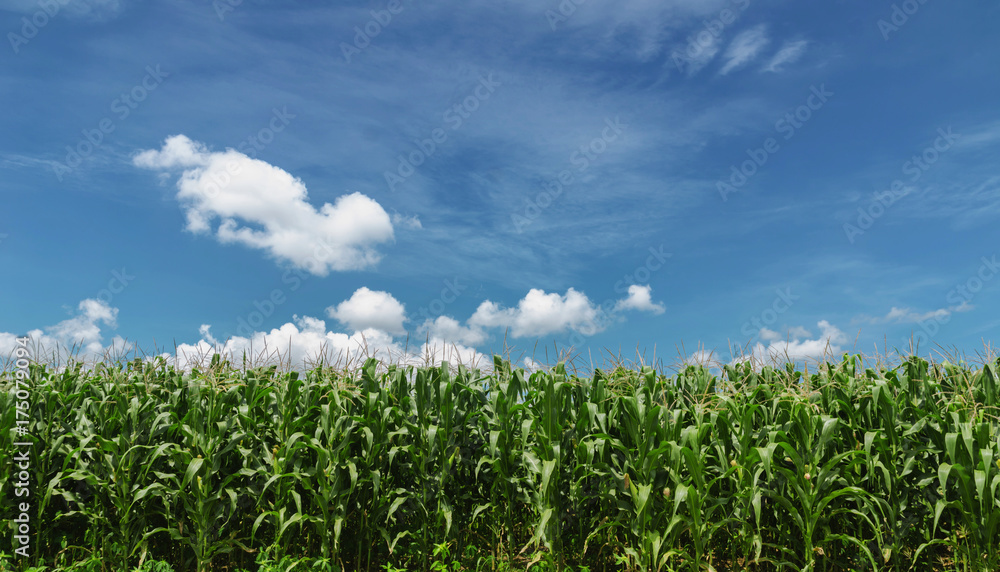 Wall mural corn field with blue sky background