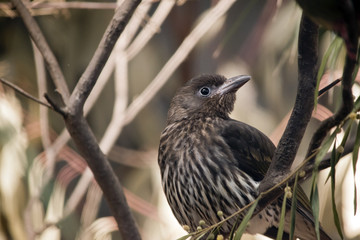 fig bird female