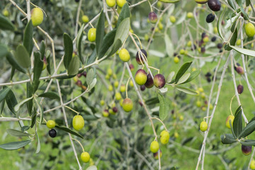 olives on the tree in the late summer	 - Powered by Adobe