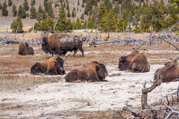 American Bison (Buffalo) in Yellowstone National Park, Wyoming