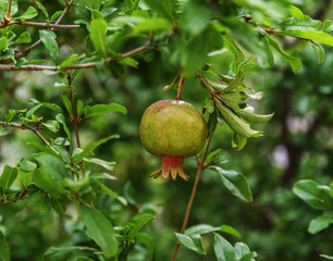 Ripe pomegranate fruit on tree branch.